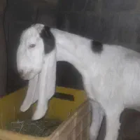 بزگلابی