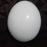 تخم شتر مرغ