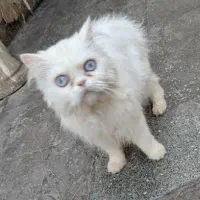 گربه پرشین اصل معاوضه با انگشتر نقره هم دارم
