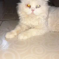 گربه پرشین نر
