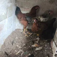 مرغ محلی تخمگذار و خروس محلی|حیوانات مزرعه|وحیدیه, |دیوار