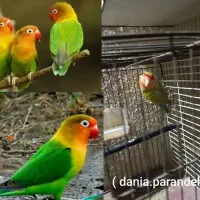 تعداد زیاد پرنده|پرنده|بجنورد, |دیوار