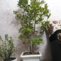 درختچه های پرتقال مناسب هم برای دکورمنزل هم کاشت