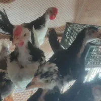 نیمچه مرغ گلین زیبا اصیل ۳.۵ ماهه|حیوانات مزرعه|کوه چنار, |دیوار