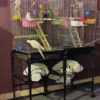 عروس هلندی ماده