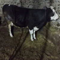 فروش گاو سیمنتال شکم اول با گوساله سیمنتال نر