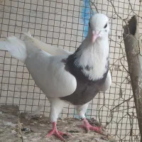 کبوتر رنگی . عراقی . موشی|پرنده|گنبد کاووس, |دیوار