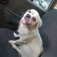 سگ پا کوتاه