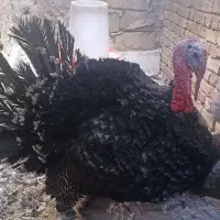 بوقلمون محلی نزدیک به تخم4تاهستند|حیوانات مزرعه|سراوان, |دیوار