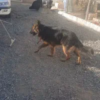 ژرمن شولاین|سگ|قم, صدوق|دیوار