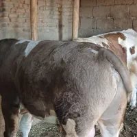 گوساله سیمینتال نر|حیوانات مزرعه|بکتاش, |دیوار