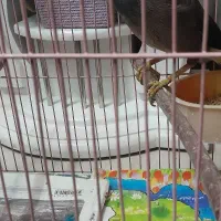 مرغ مینا افغانی کام سیاه