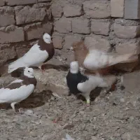 کبوتر|پرنده|دشتابی, |دیوار