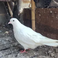 کبوتر یا کفتر
