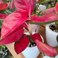 روشی نوین برای نگهداری گل های آپارتمانی|گل و گیاه طبیعی|گرگان, |دیوار