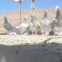 ماده پلاکی وکازرونی|پرنده|شیراز, شهرک سعدی|دیوار