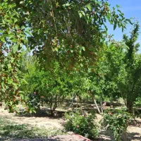 منزل ویلایی|فروش خانه و ویلا|بیضا, |دیوار