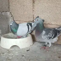 کلوتر پلاکی نشسته