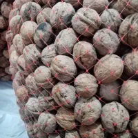 گردوی کاغذی خشک