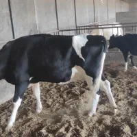 گاو شیری جوان همراه گوساله|حیوانات مزرعه|شال, |دیوار