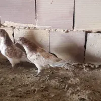 کبوتر پرشی|پرنده|سیرجان, |دیوار