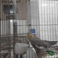 عروس هلندی نر و ماده رام