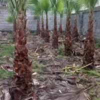 فروش گل پالم