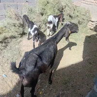 بز پاکستانی