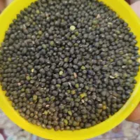 ماش سیاه طبی