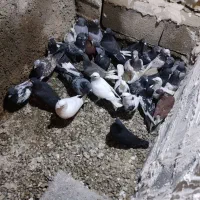 کفتر دسته|پرنده|مرودشت, نقش رستم|دیوار