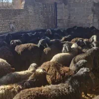 فروش ۷۰ راس  بره نر چاق