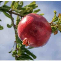 باغ-شاهدیه