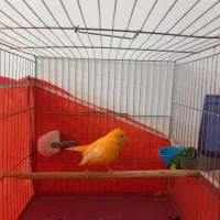 قناری نر پرتقالی|پرنده|هشتگرد, شهرک راه آهن|دیوار