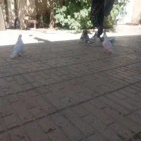 باسلام تعدادی کبوترسرحال