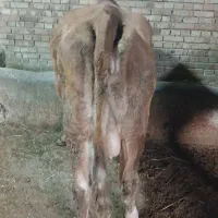 گاو گوشتی گوساله نر|حیوانات مزرعه|نقده, |دیوار