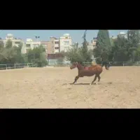 مادیان ۳ ساله نژاد کرد