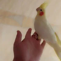 عروس هلندی|پرنده|محلات, |دیوار