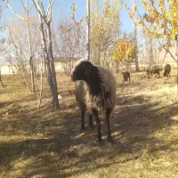 فروش قوچ نر شال|حیوانات مزرعه|پیر سلیمان, |دیوار