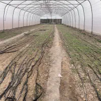 اجاره گلخانه باغ ابریشم