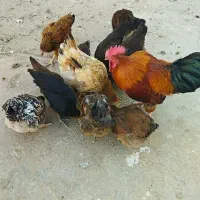 کبوتر، مرغ و خروس|حیوانات مزرعه|طبس, |دیوار