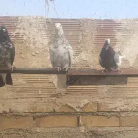 حیون غریب گیری|پرنده|پاکدشت, حصار امیر|دیوار