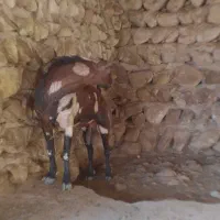 نری|حیوانات مزرعه|بندرعباس, |دیوار