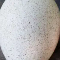 تخم بوقلمون محلی نطفه دار