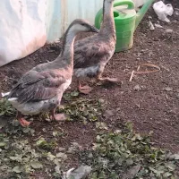 غوغاز|حیوانات مزرعه|نیشابور, بلوار گلها|دیوار