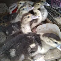 جوجه اردک روسی|حیوانات مزرعه|آمل, |دیوار