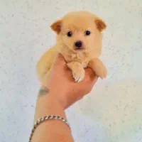 میکس پامر و اشپیتز عروسکی نر و ماده