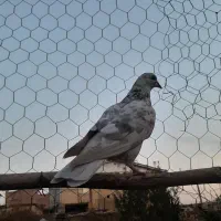 کبوتر اوچان|پرنده|قشلاق دشت, |دیوار