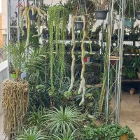 فروش کاکتوس و ساکولنت|گل و گیاه طبیعی|گرمدره, |دیوار