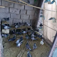 کفتر|پرنده|بم, |دیوار