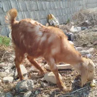 کهره|حیوانات مزرعه|بندر کنگان, |دیوار